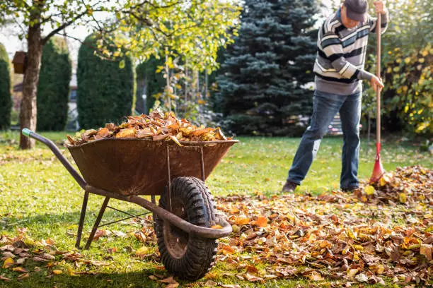 How To Clean A Backyard Tyler, TX