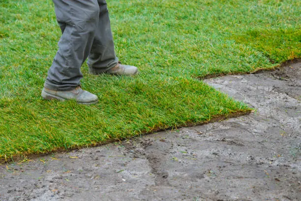 How long after installing sod can you walk on it in Tyler, TX