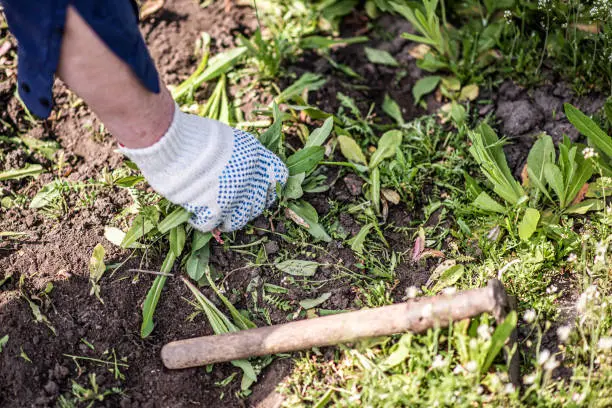 How to clear a yard full of weeds Tyler, TX