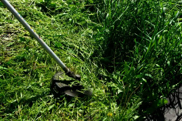 How to clear a yard full of weeds in Tyler, TX