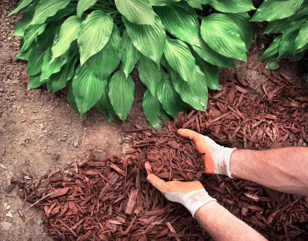 Mulching Tyler, TX