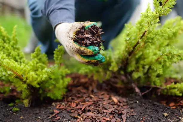 Mulching in Tyler, TX