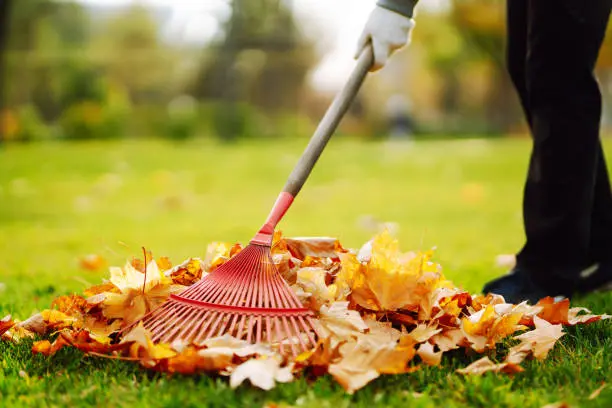 Reliable Yard cleanup in Tyler, TX